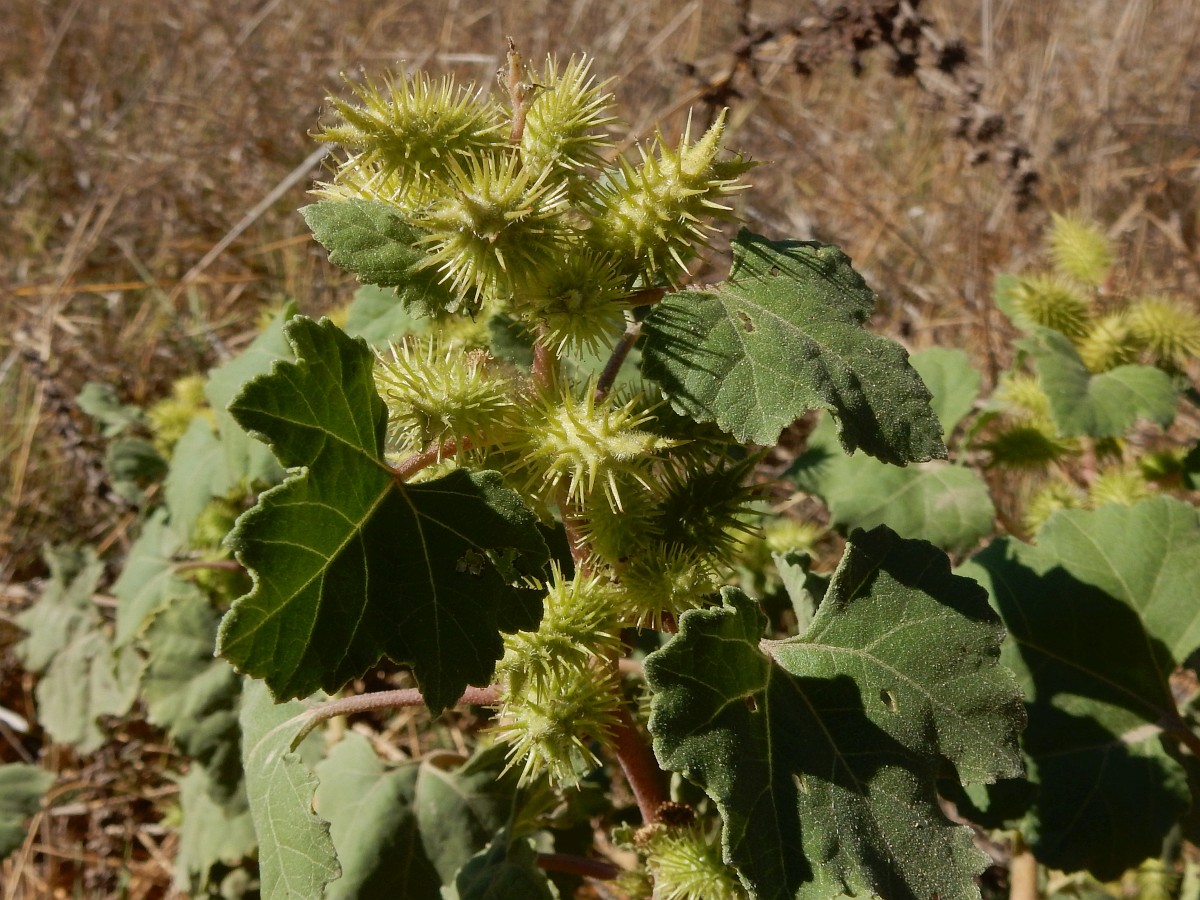xanthium-strumarium-cocklebur